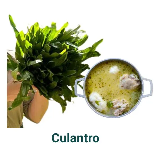 Culantro.webp
