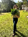 Culantro (2).webp