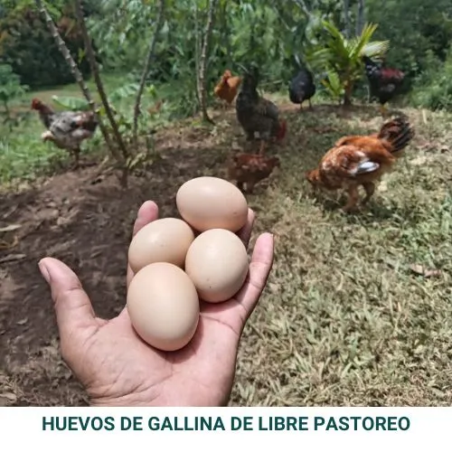 HUEVOS DE LIBRE PASTOREO (1).webp