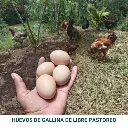 HUEVOS DE LIBRE PASTOREO (1).webp