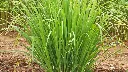 lemongrass01-1000x570.webp