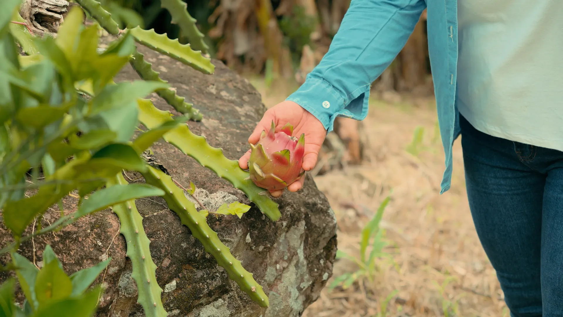 Pitahaya de Pulpa Rosa