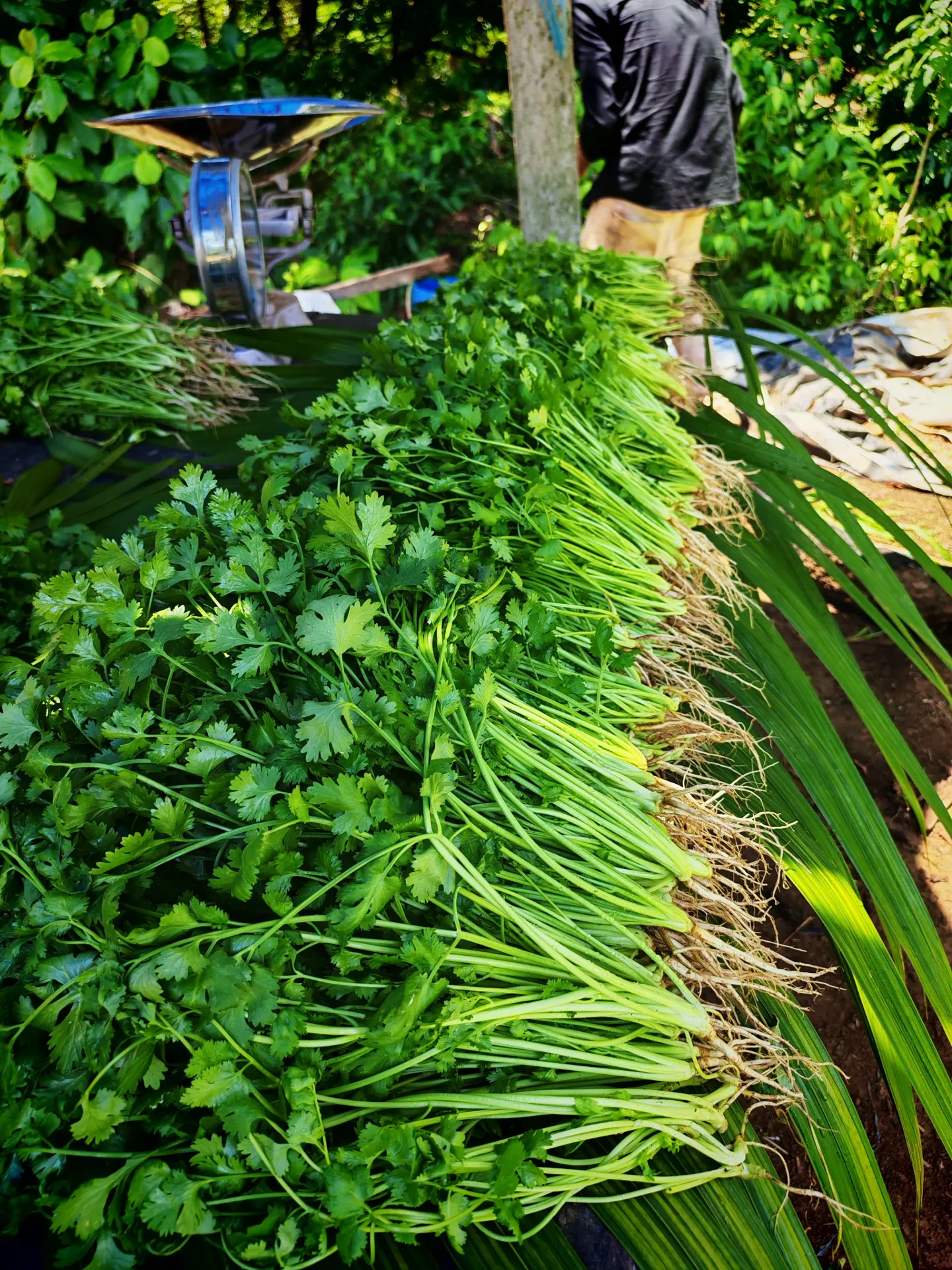 Cilantro Chino