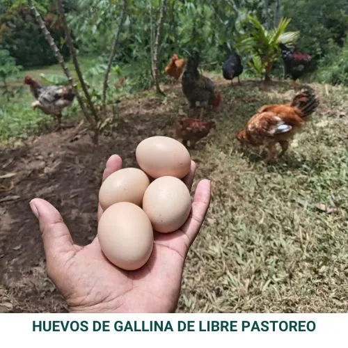Huevos de Libre Pastoreo