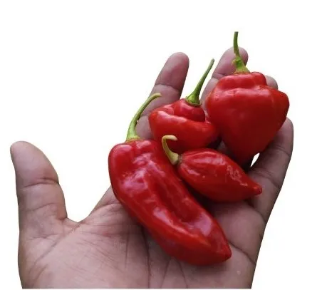 Ají Criollo