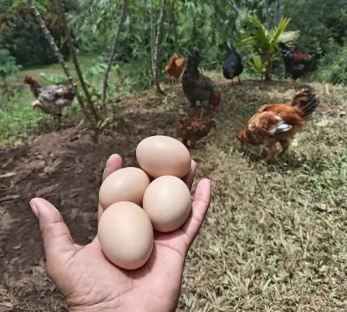 Free-range eggs - Box of 30