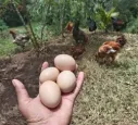 Huevos de libre pastoreo (Caja de 30)