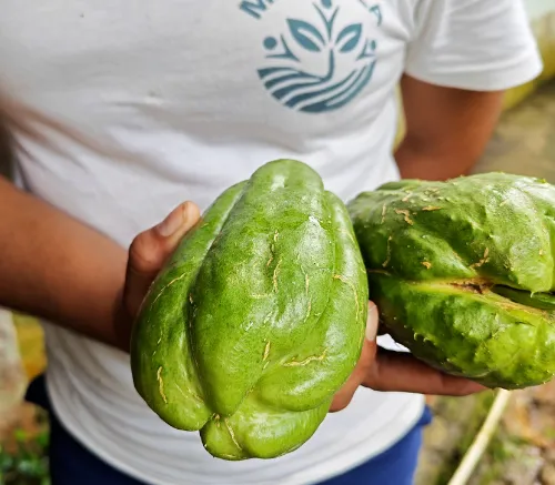 Chayote Blanco