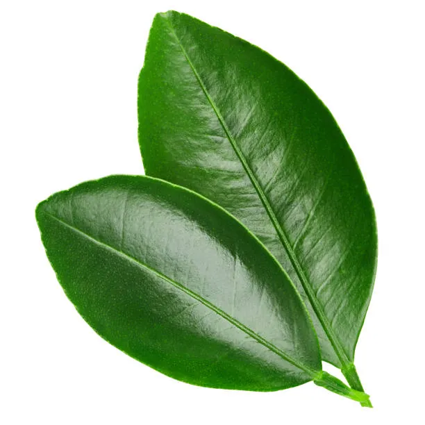 Hoja de Naranja