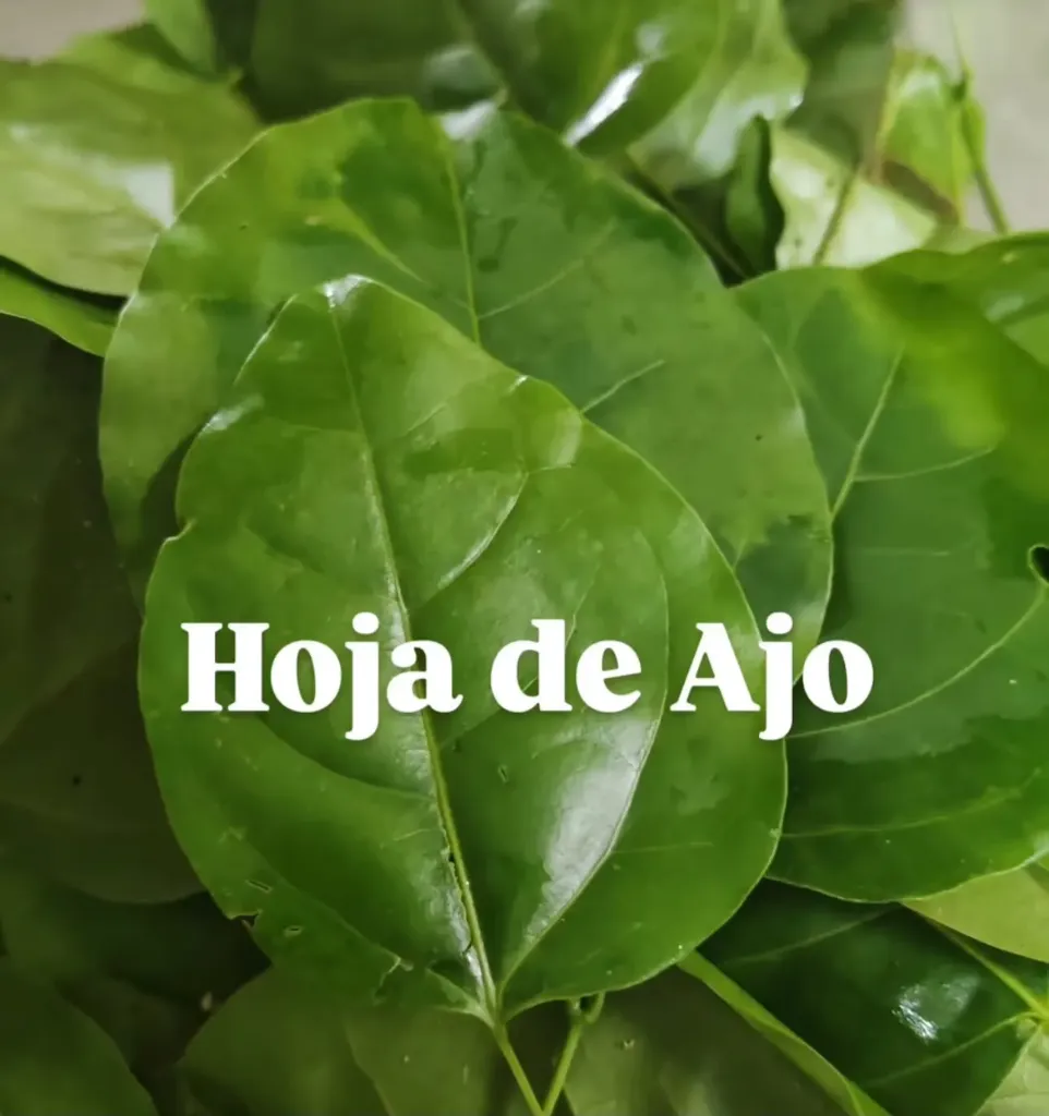 Hoja de Ajo