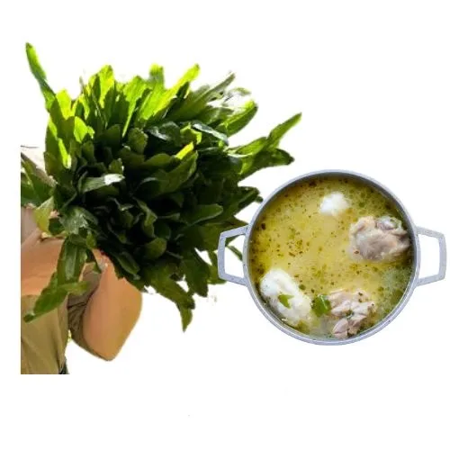 [CUL001] Culantro