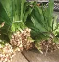 Culantro
