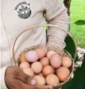 Huevos de patio Caja de 12