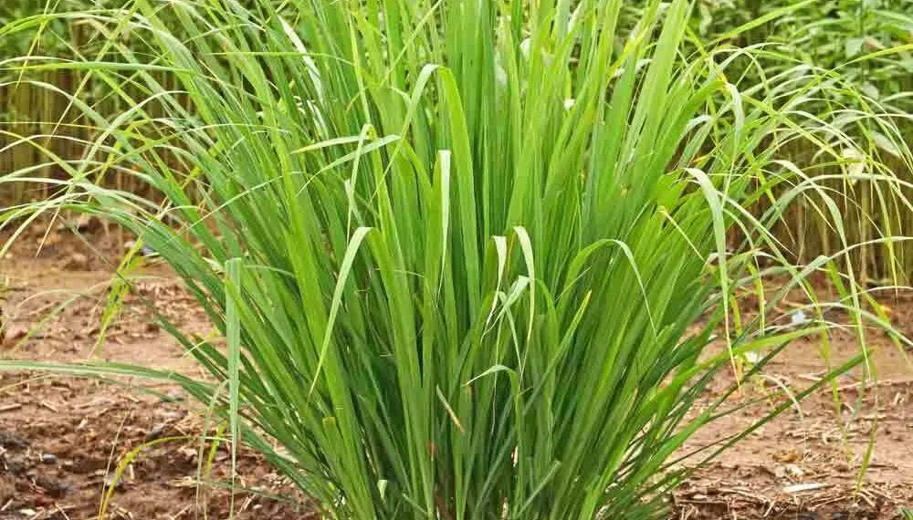 [PLA001] Plantón de hierba de limón