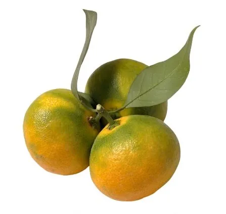 [MAN001] Mandarina criolla