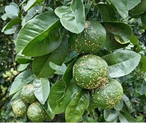 [LIM003] Limón mandarino