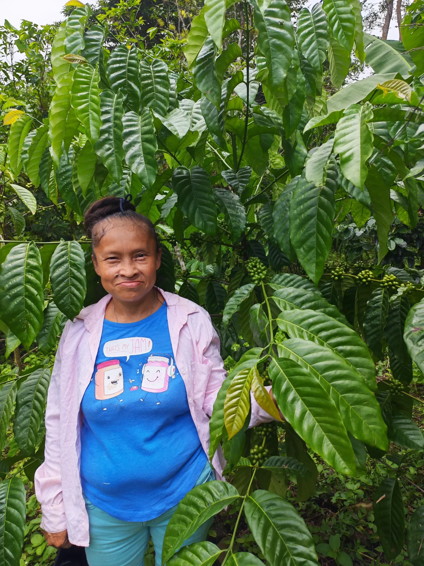 Café Robusta Mejorado