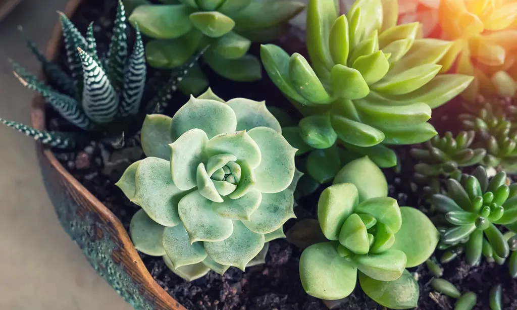 [CAC001] Cactus suculenta